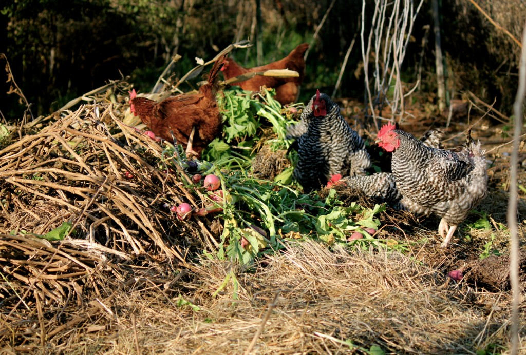 chicken yard pile