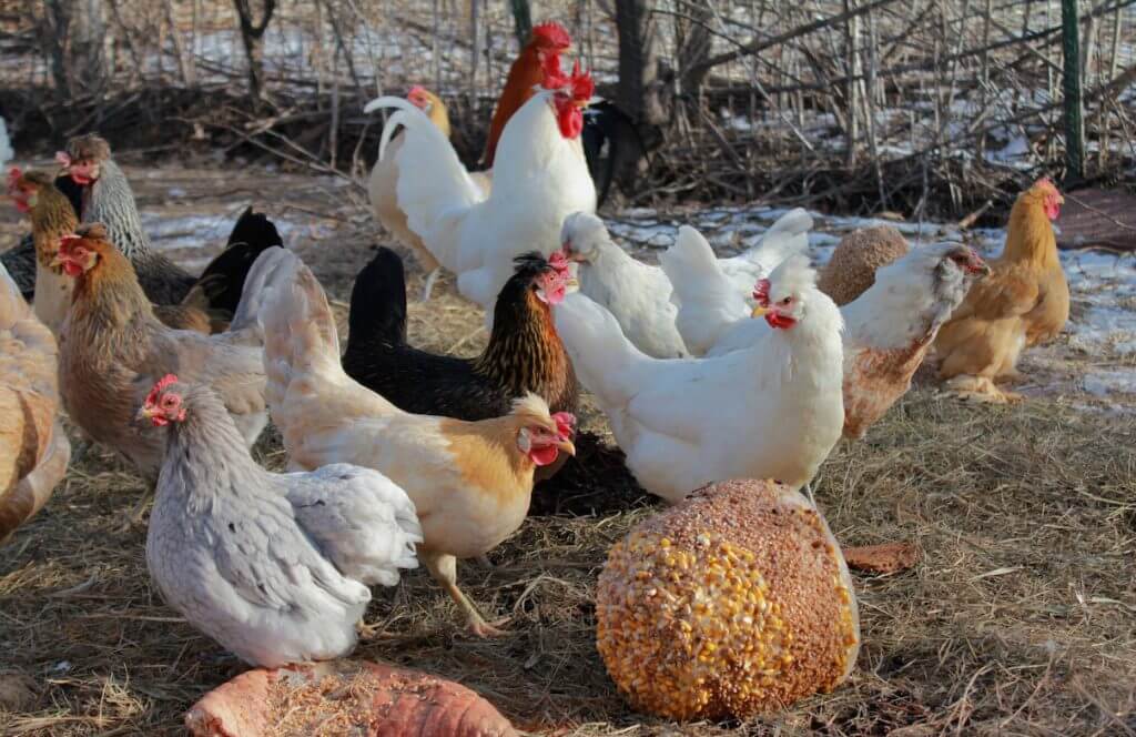 chickens in the winter yard