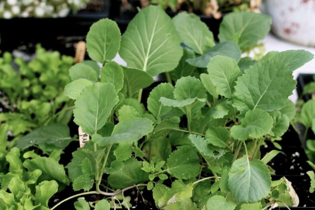 These collard plants will go into the garden this week, just so I have plenty for this recipe! 