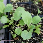 Collards, the hot “new” superveg, and a greens recipe that you will crave!