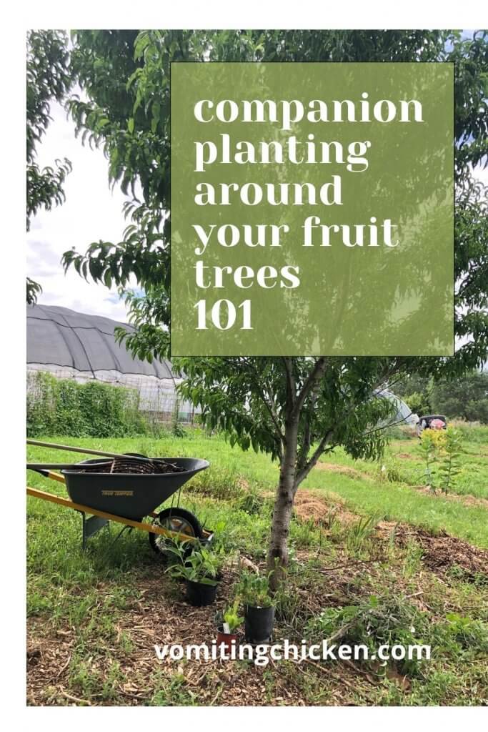 companion planting around your fruit trees 101