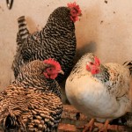 7 things you really must keep in your chicken coop this winter