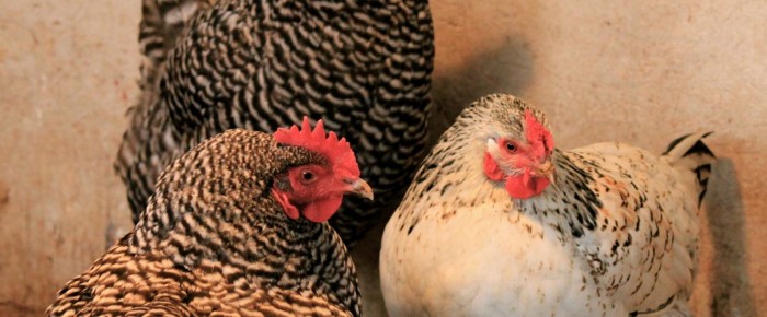 7 things you really must keep in your chicken coop this winter