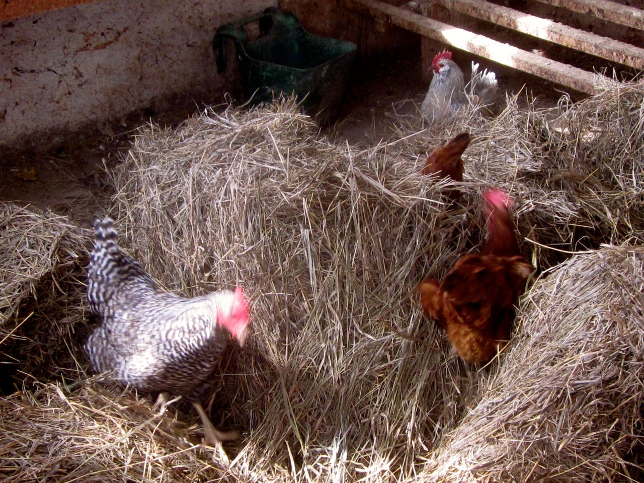 Cleaning out the chicken coop can be FUN! It CAN. Honest. (It can