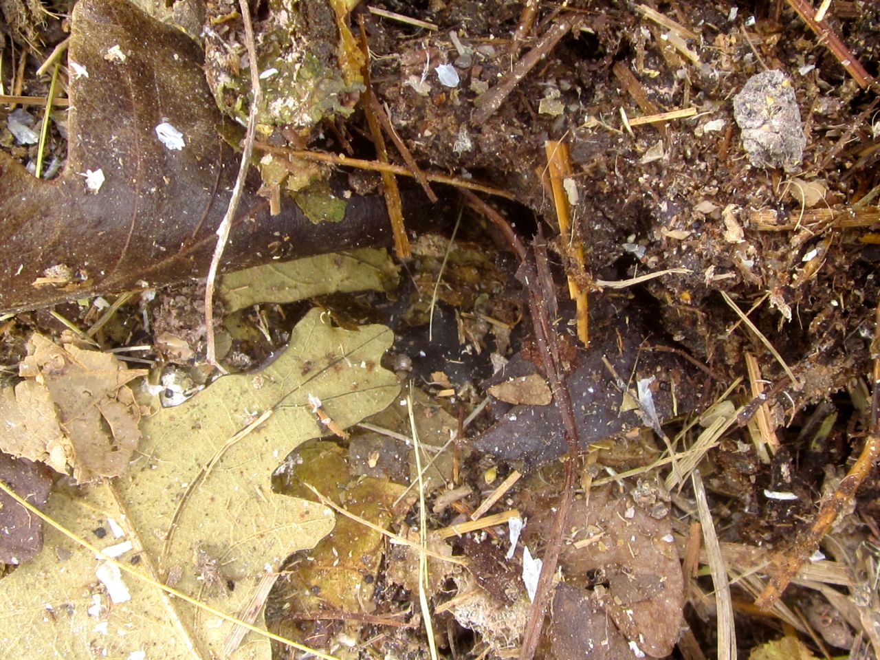 Cleaning out the chicken coop can be FUN! It CAN. Honest. (It can