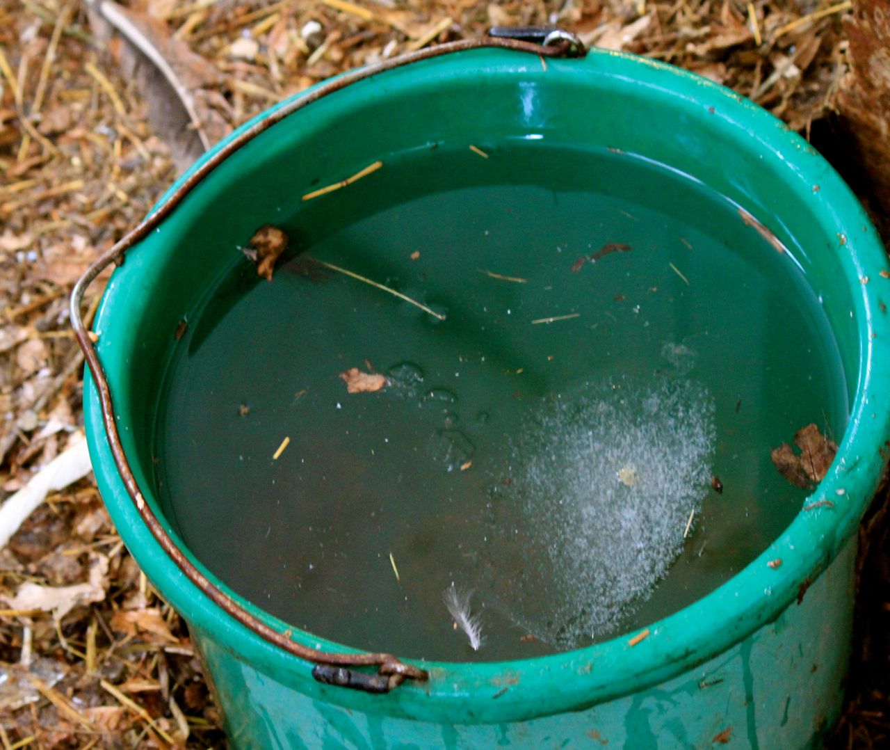 7 things you really must keep in your chicken coop this winter