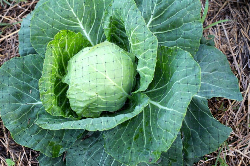 See? Have you ever seen such a beautiful cabbage?
