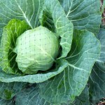 Quick and easy fix to keep Peter Rabbit from eating your cabbages