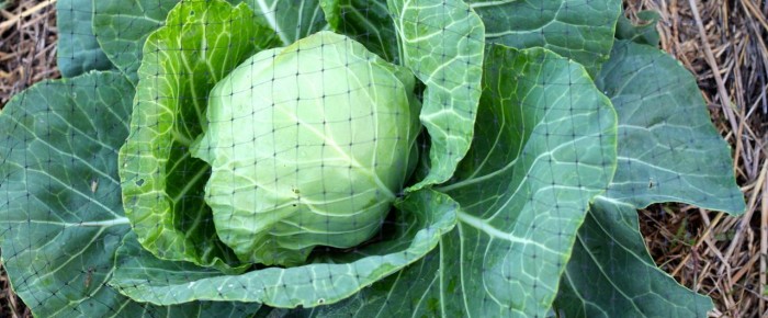 Quick and easy fix to keep Peter Rabbit from eating your cabbages