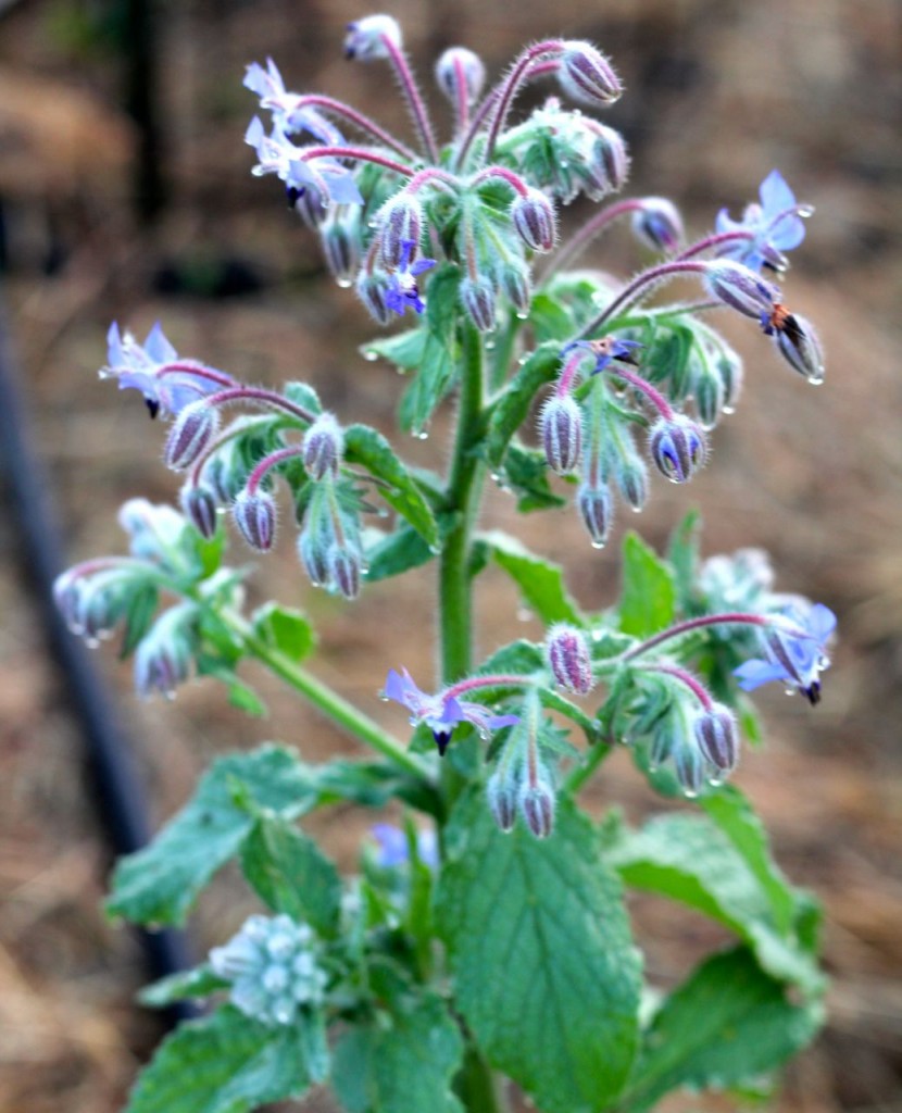 Something else that is happy with all the rain: my volunteer borage plants.