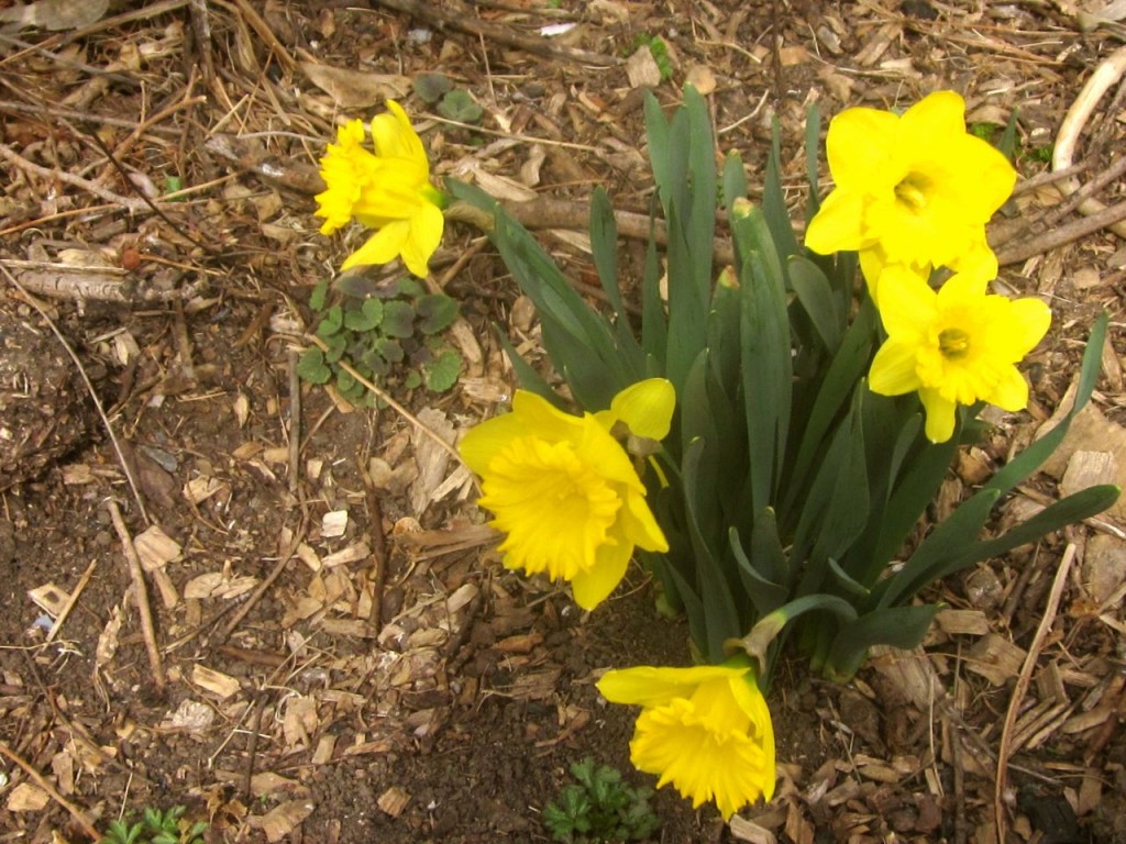 Daffodils: very sweet, no?