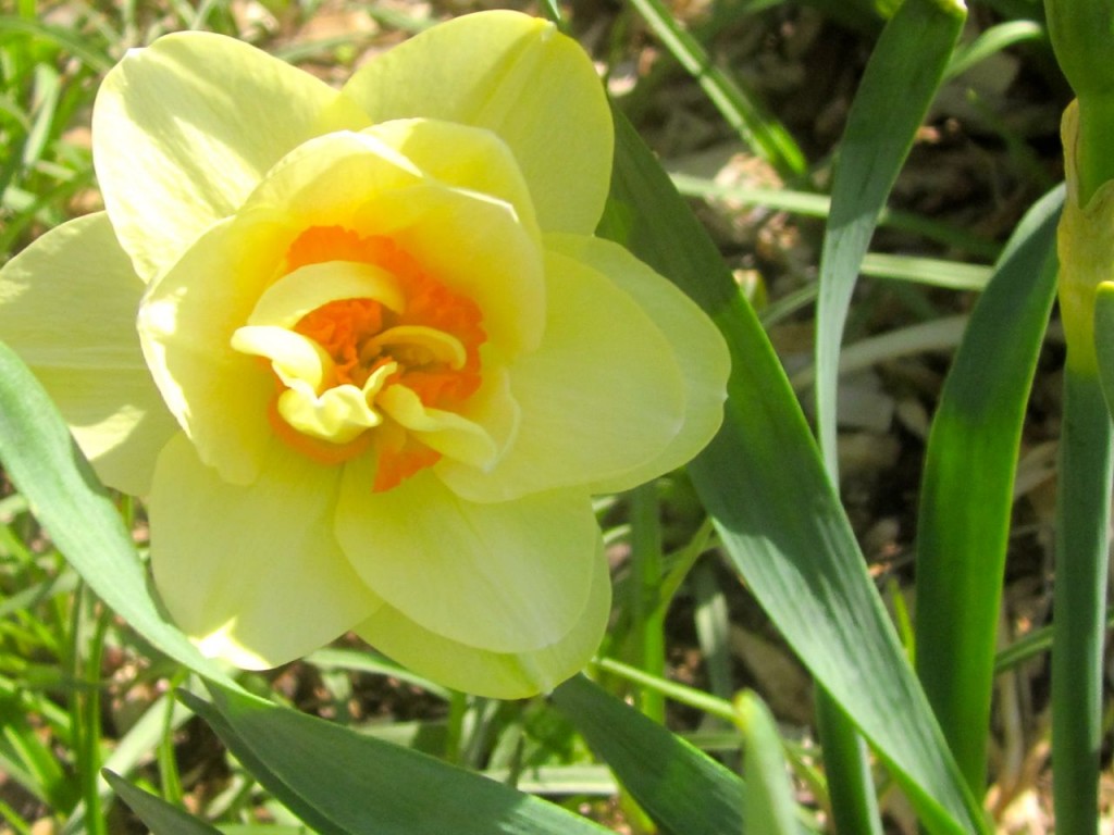 daff2