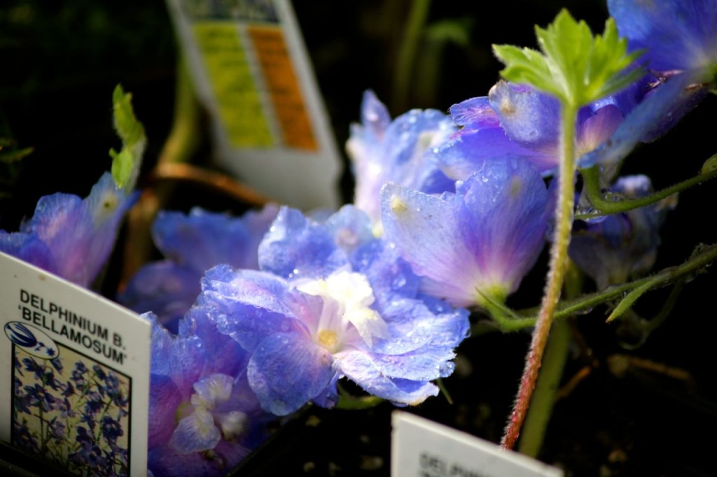 delphinium