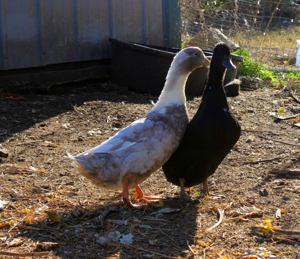 ducks2