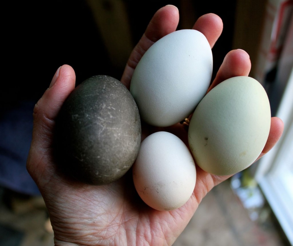 See what I brought in? From the left: a nearly-black egg from my duck Calpurnia, two Americauna eggs, and (yes!) a tiny egg from one of my Icelandic pullets. :)