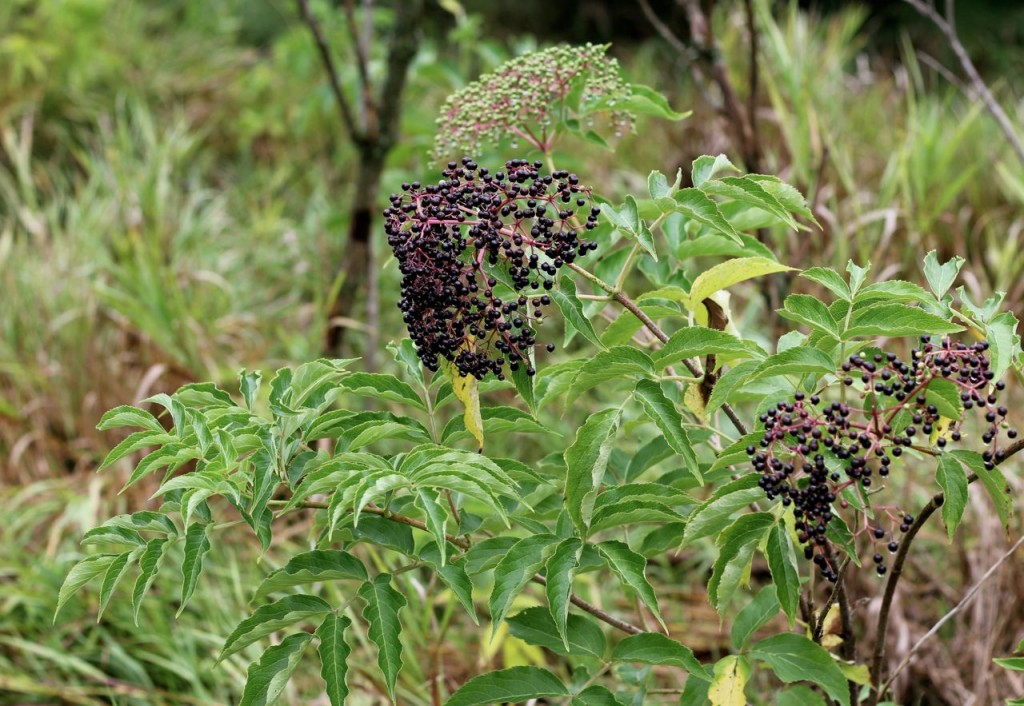 elderplants