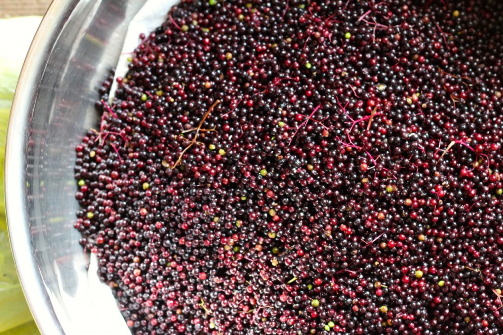 washed and stemmed elderberries