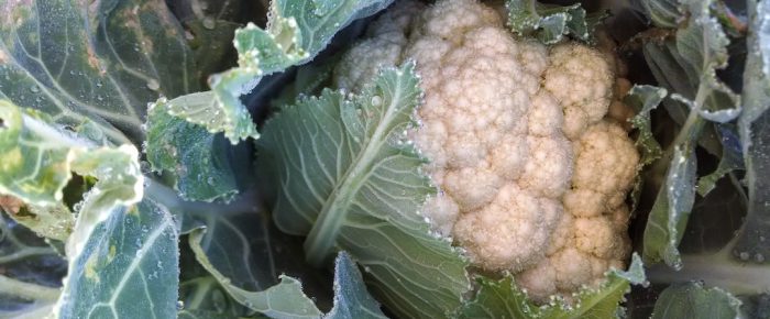 The Brassicas Conundrum and the fall garden surprise they hold