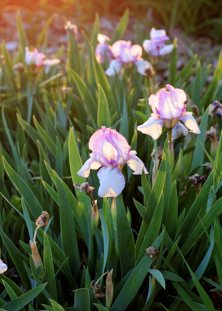 Miniature irises in Amalia's flower bed are the first ones to bloom.