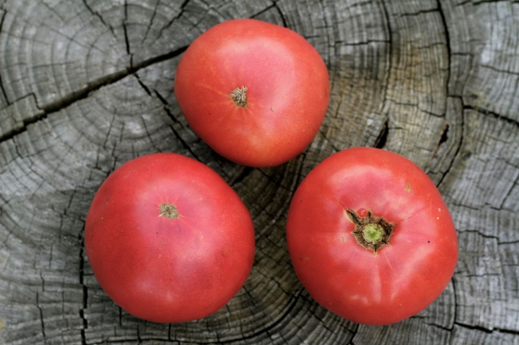 Opening up mail from Baker Creek Heirloom Seeds is always a delight. They  also give you some free seeds. We are really focusing on jalapeños this  year about 7 varieties. : r/HotPeppers