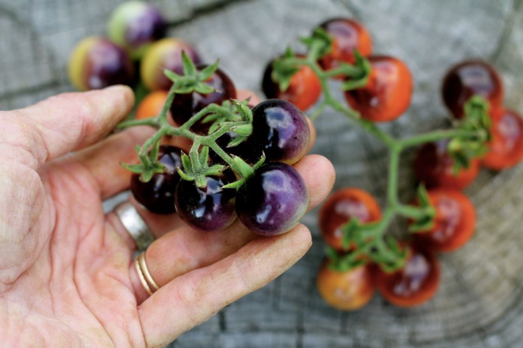 "Blueberries" tomato seeds came from Baker Creek Heirloom Seeds