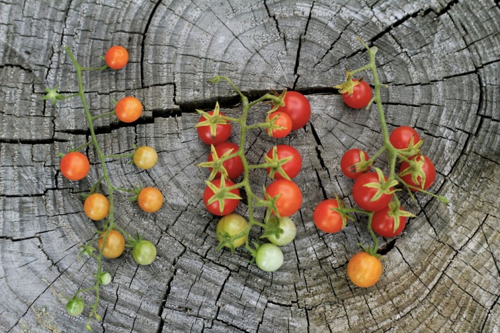 Black Brandywine Tomato (90 Days) – Pinetree Garden Seeds