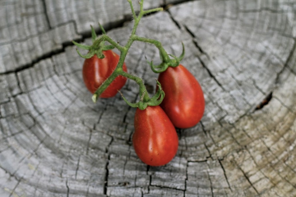 My 11 Very Favorite Heirloom Tomato Varieties (this year!) 