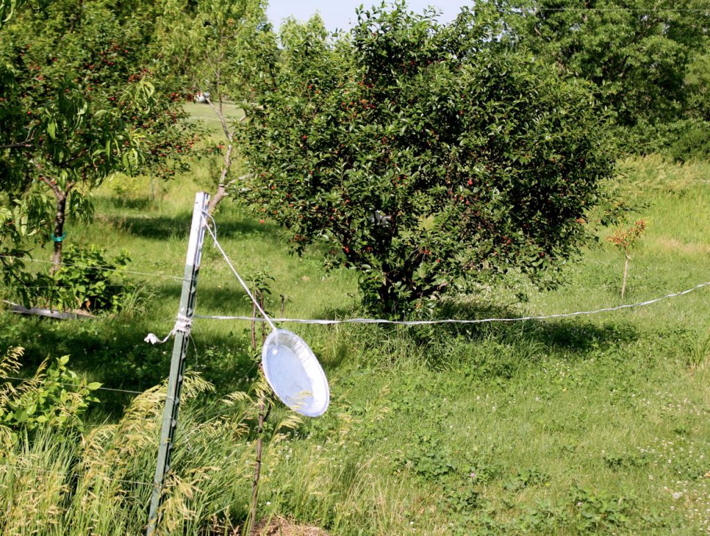 Fishing line Garden Fence - 30 Lb Test Line - FAIL! :( 