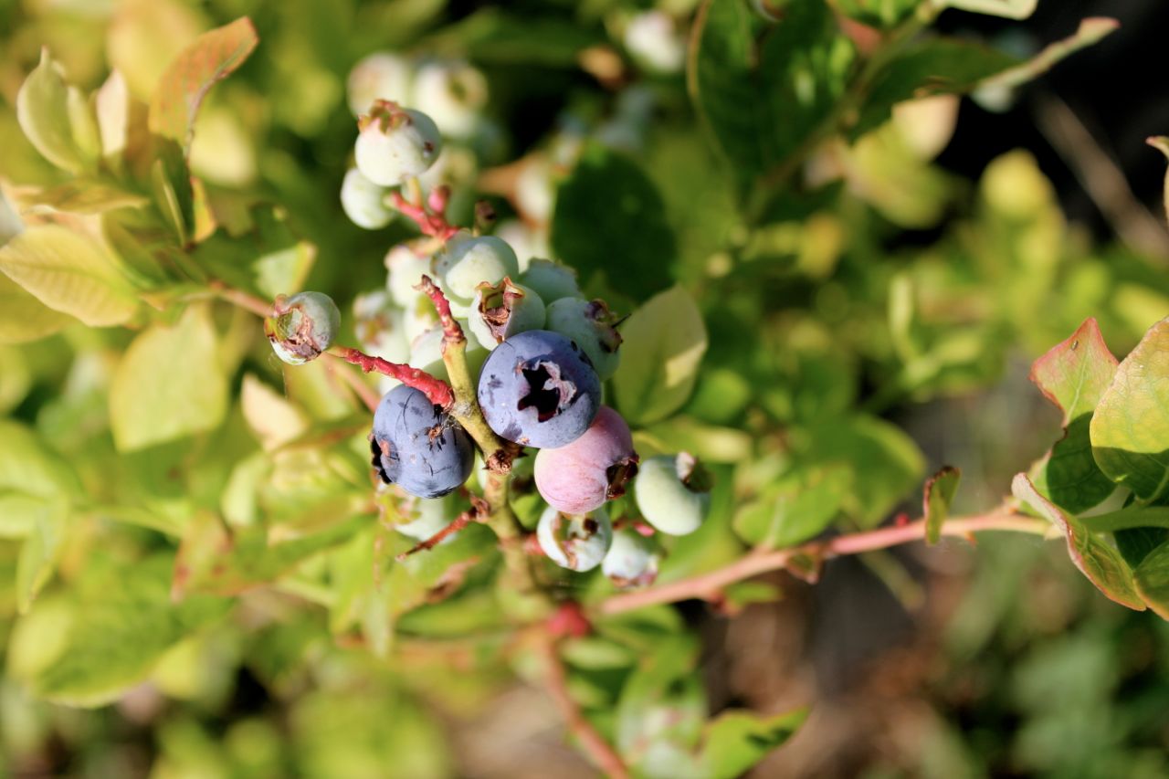 Frank's Brilliant Update to FishingLine Deer Fencing
