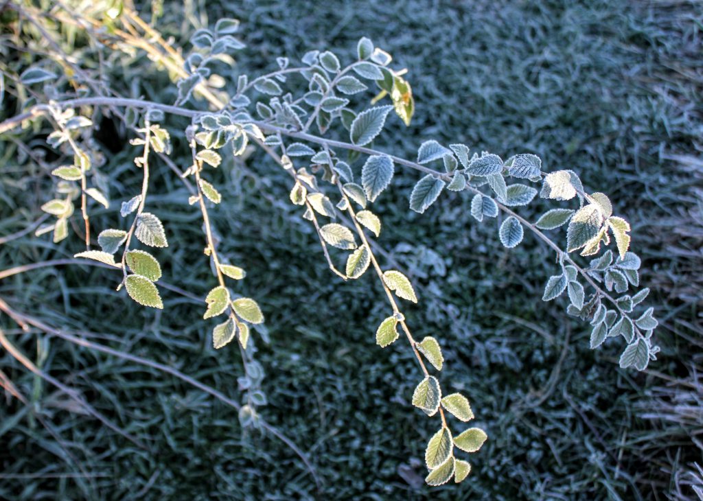 frostbranch