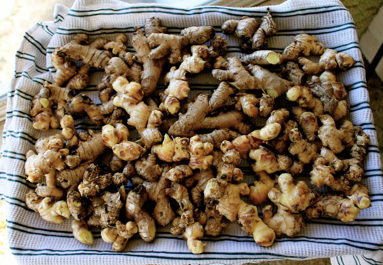 The Best Way to Preserve Ginger Root, & Celebrations!