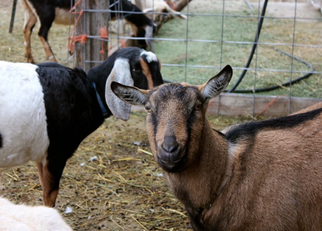 The Alpine goats are the heaviest milkers, and you can spot them by the shorter ears and the fuller faces.