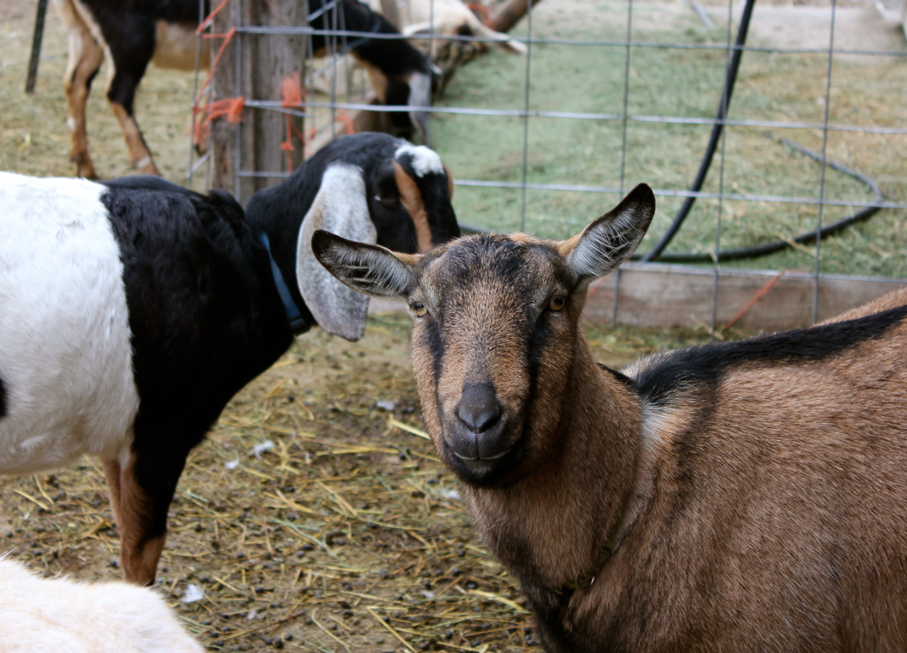 Lomah Acres: an interview & tour with the goat milk soap lady, & a ...