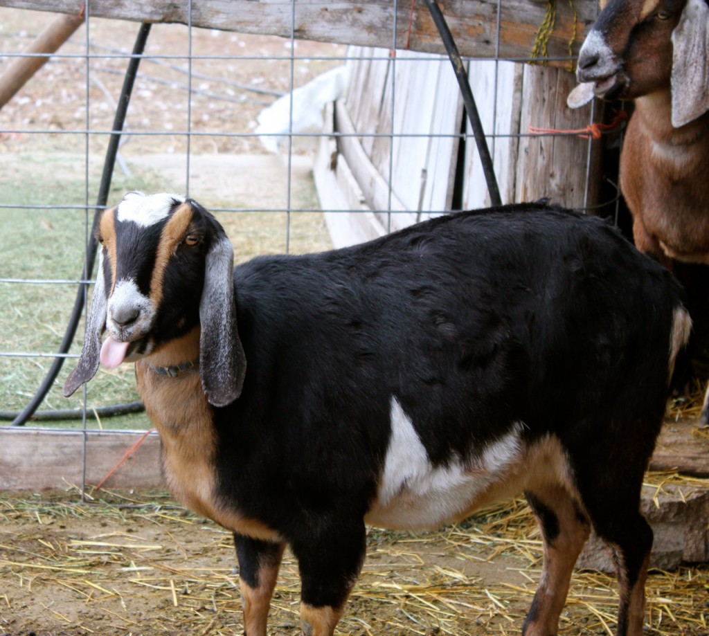 Lomah Acres goat