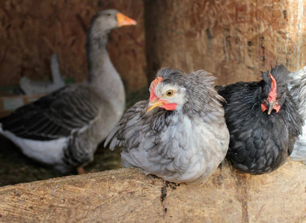 young Icelandic chicks roosting, with mama goose; raising goose with chickens