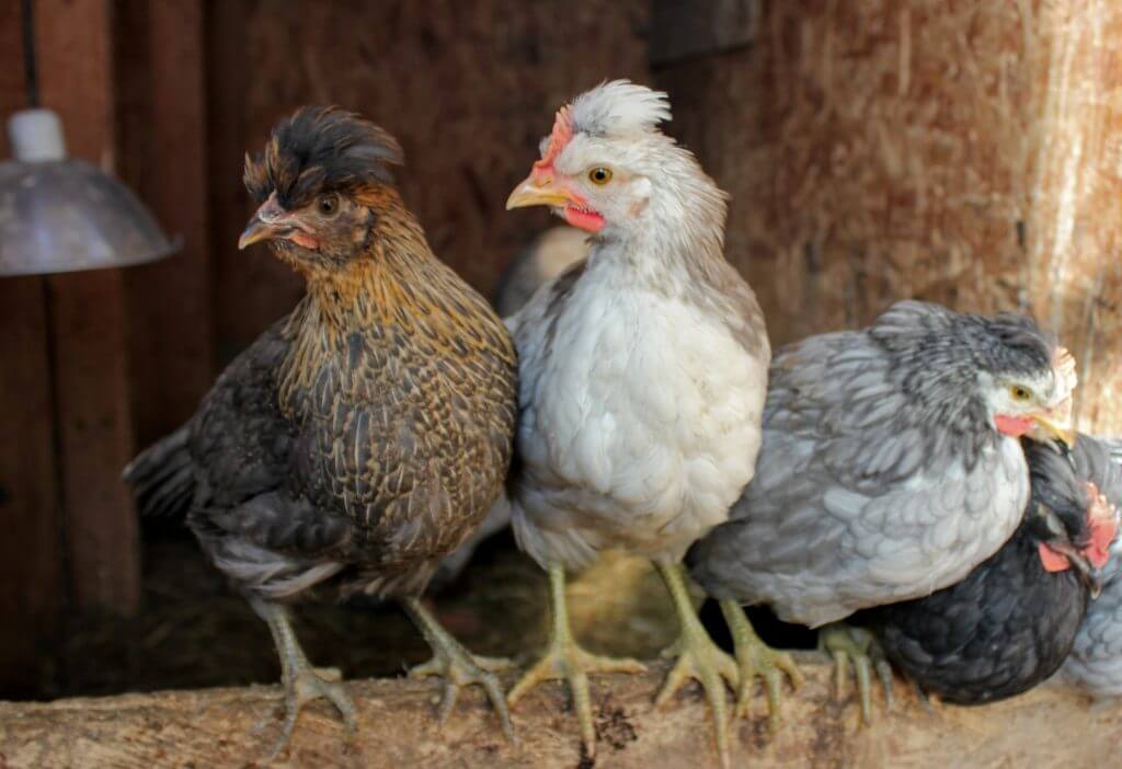 Young Icelandic chicks roosting; raising goose with chickens