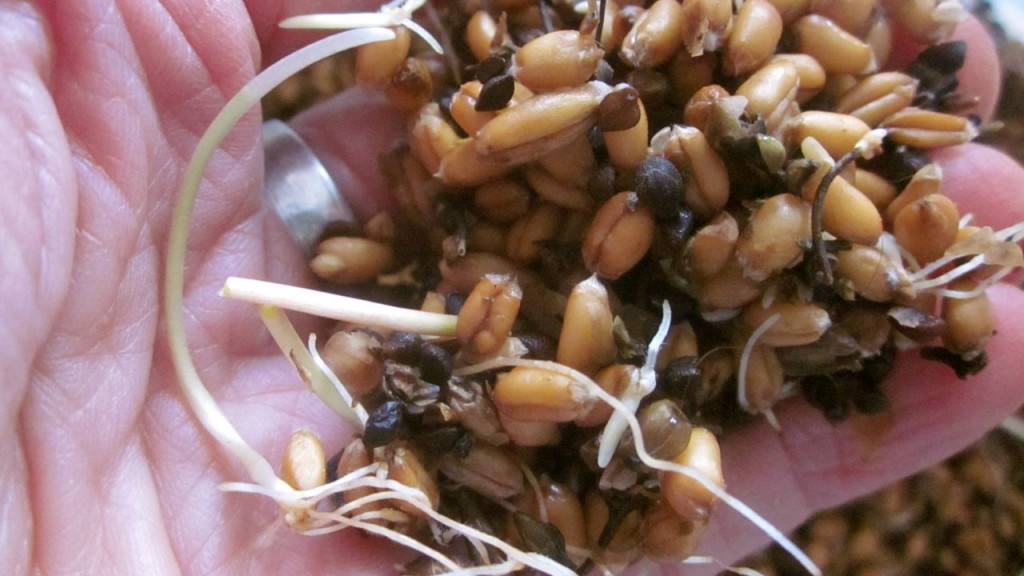 Here are the same grains, after a couple days in the sprouting bucket: swollen, fat, and sprouting! They look tasty even to me!