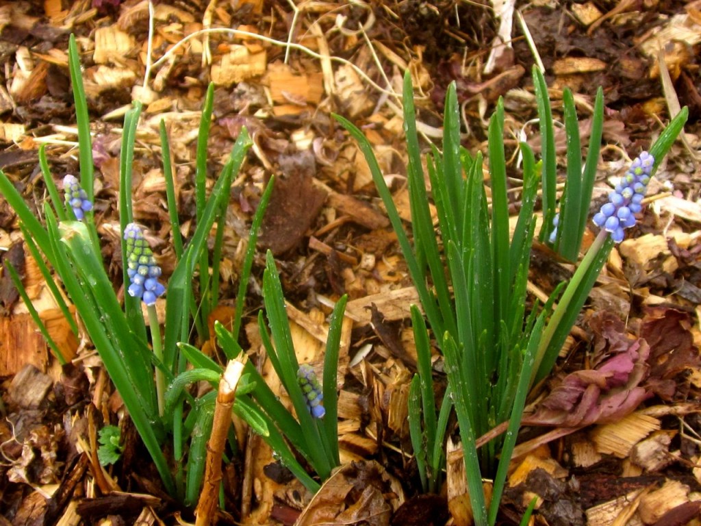 These sweet little grape hyacinths popped up in the hoop house. 