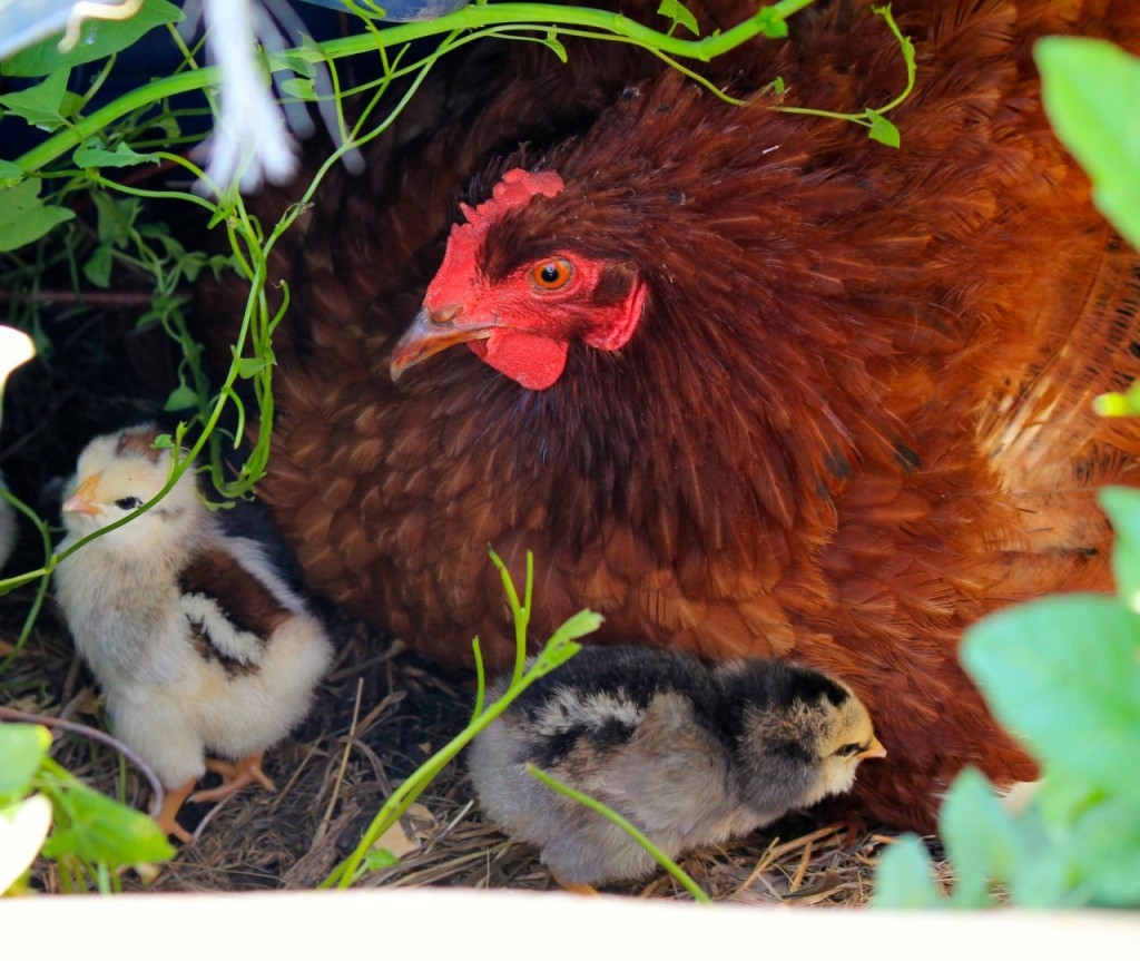 And what's prettier than a brand new chicken family? Nothing, that's what. :)