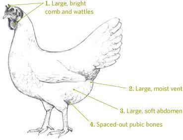how to tell if a hen is laying