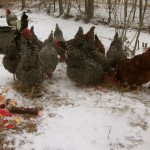 Sprouting grains for chickens: has it come to this?