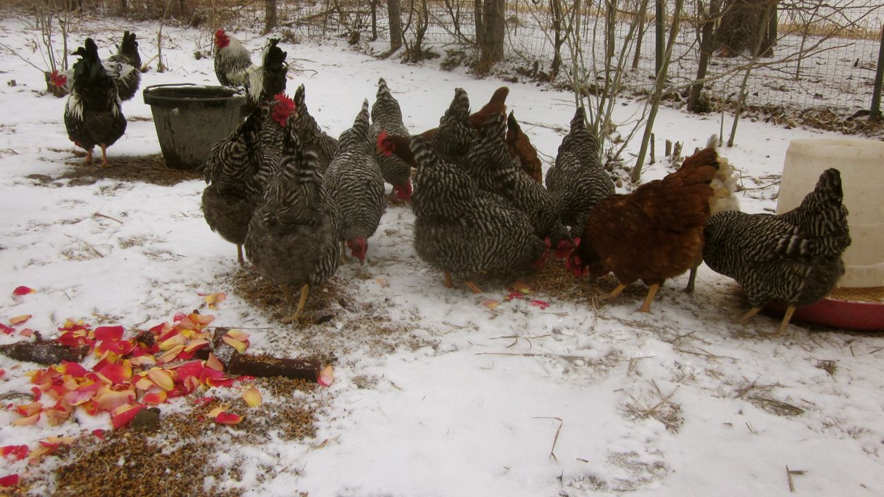 Sprouting grains for chickens: has it come to this?