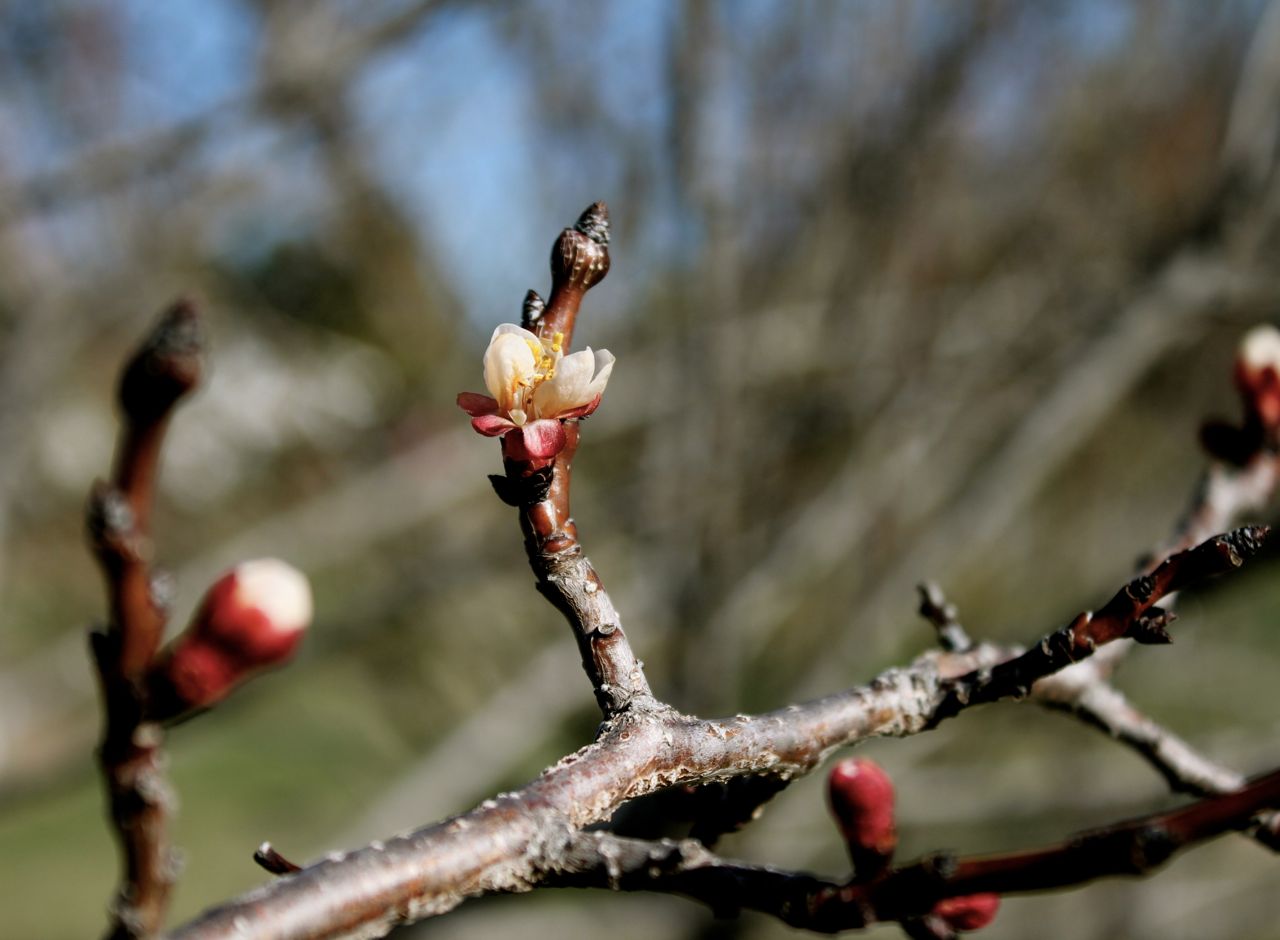 All-natural fruit tree