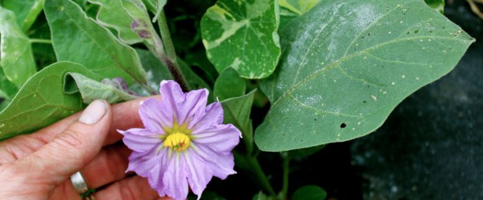 Inside My Hoop House: take a peek!