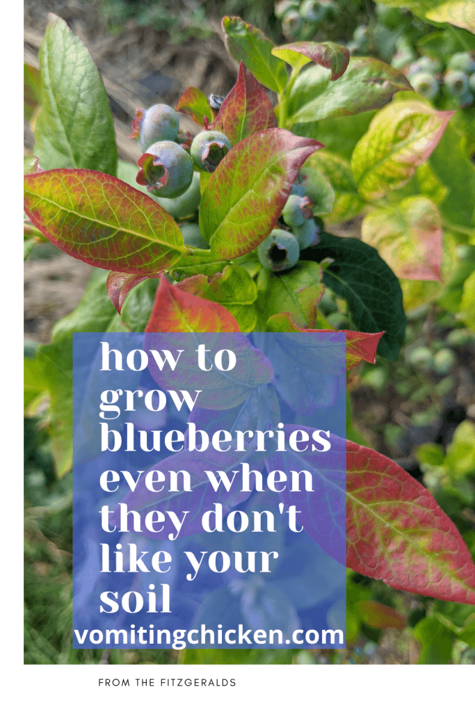 close-up of blueberry bush leaves and berries