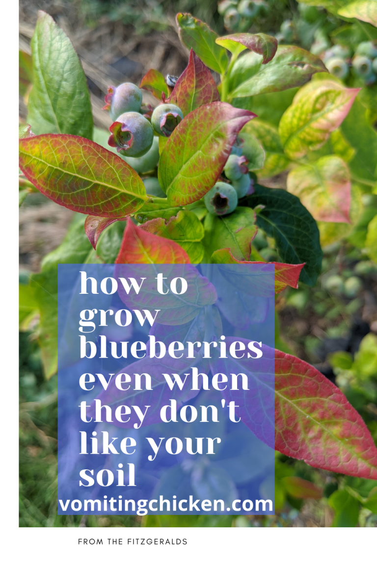 How to grow blueberries even when they don't like your soil