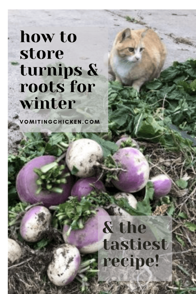 kitty with pile of turnips