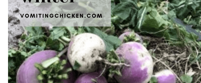 Best Way to Store Turnips & other Roots & THE Tastiest Roasted Roots Recipe!