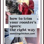 how (and when) to trim the spurs on your rooster: the right way