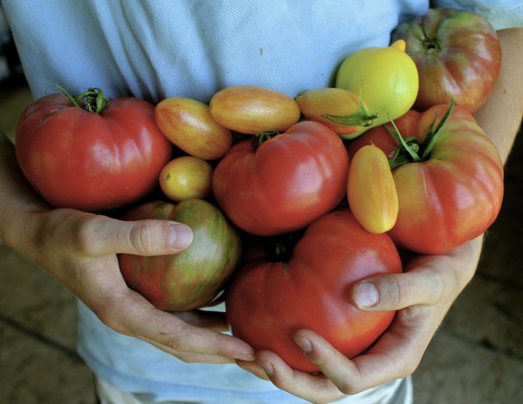 hands full of ripe tomatoes, many colors